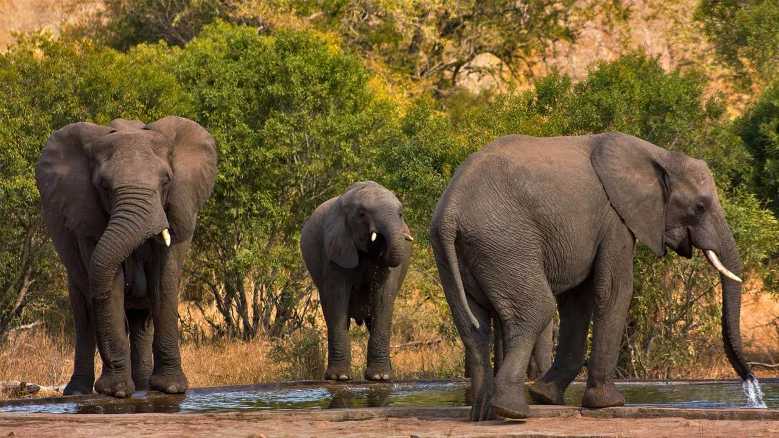 Oggi in TV: Icone del continente africano. I grandi mammiferi erbivori