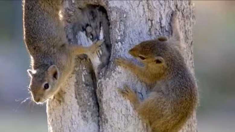 Oggi in TV: Icone del continente africano. Minuscole creature