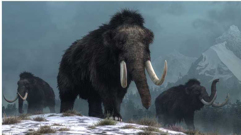 Oggi in TV: Il Mammut lanoso: segreti congelati. L'ultima era glaciale