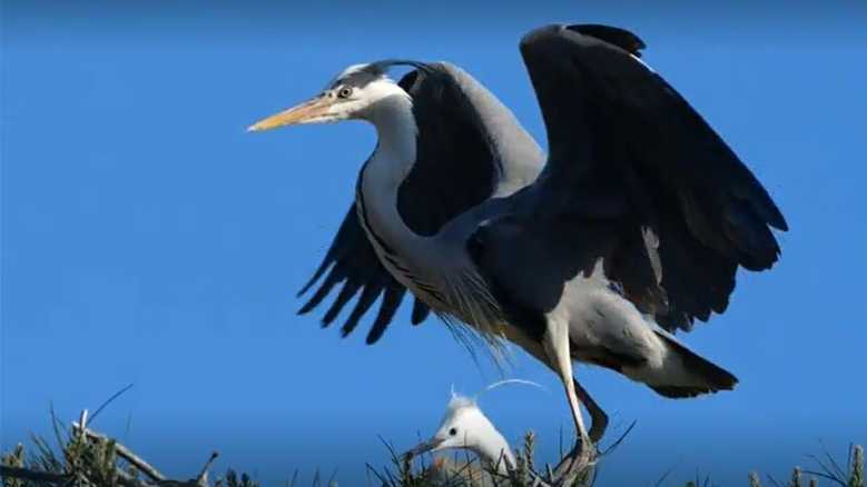 Stasera in TV: Wild Italy 7. L'antropocene. L'occidentale sarda