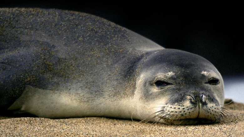 Oggi in TV: "Sonno segreto, la foca monaca del Mediterraneo". Alla scoperta di un animale raro Oggi in TV: "Sonno segreto, la foca monaca del Mediterraneo". Alla scoperta di un animale raro