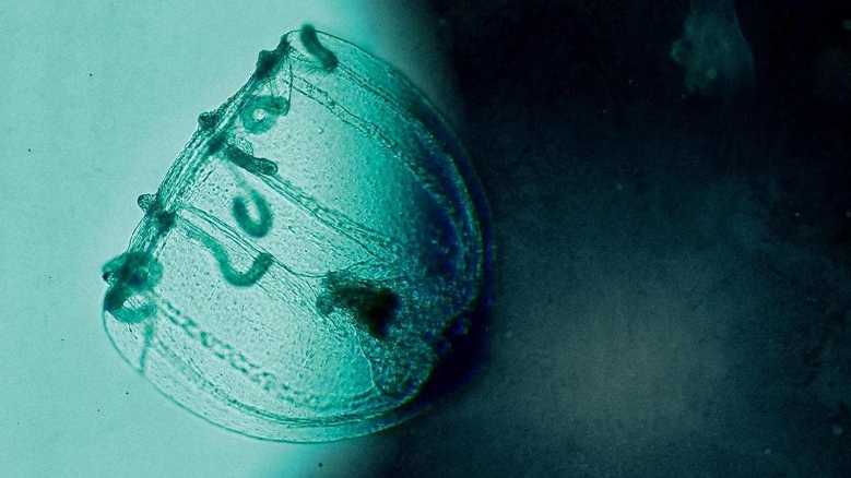Stasera in TV: Doc is Life. Spira Mirabilis