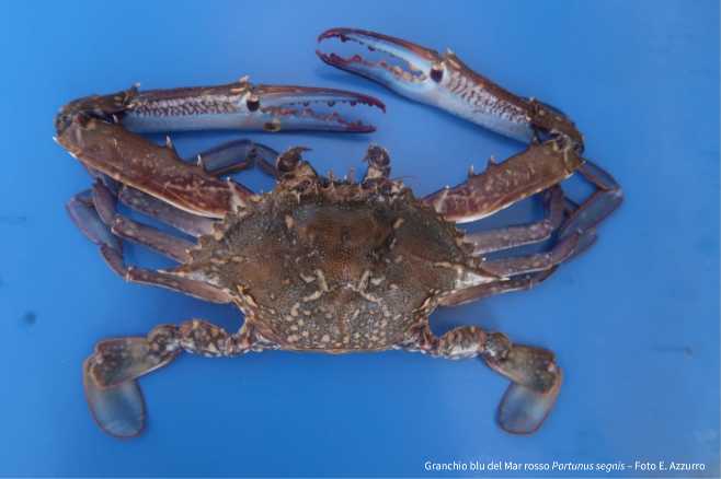 Individuata una seconda specie di granchio blu nel Mar Adriatico