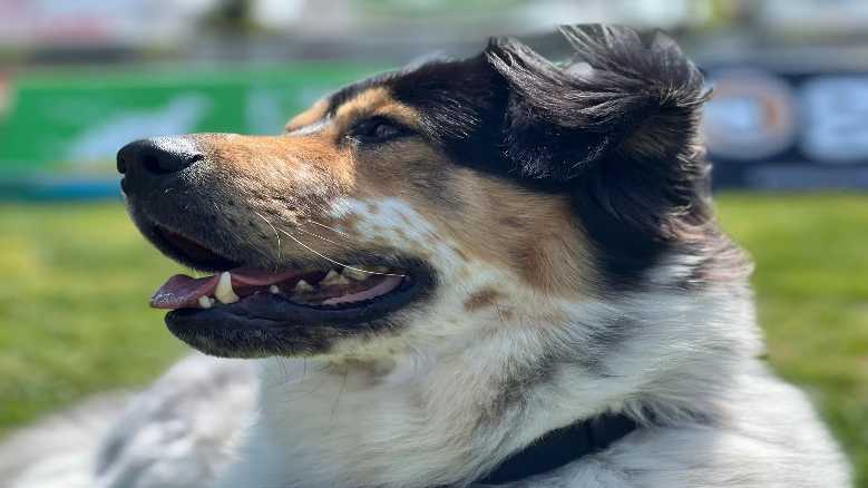 Oggi in TV: "La zampata". Primo programma tv presentato dal cane Pepito, con la partecipazione di Francesco Pannofino Oggi in TV: "La zampata". Primo programma tv presentato dal cane Pepito, con la partecipazione di Francesco Pannofino