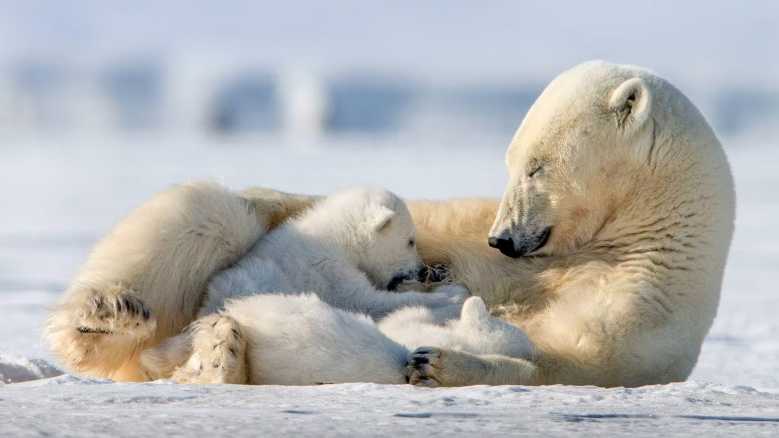 Oggi in TV: Evolution, due nuovi documentari sugli animali