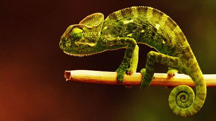 Oggi in TV: Torna "Evolution",mini animali e fenicotteri