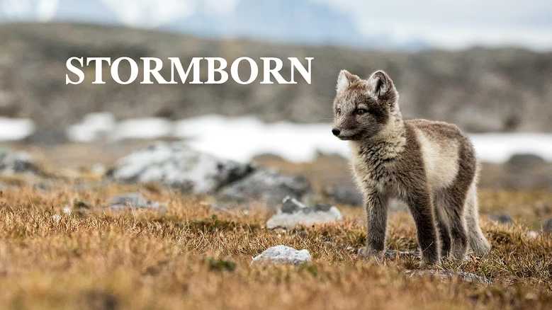 stormborn - PuntoZip - La cultura in un piccolo spazio Stasera in TV: Stormborn. Il risveglio del Nord Stasera in TV: Stormborn. Il risveglio del Nord