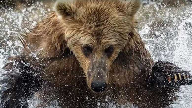 La serie "Animals with Cameras" è una straordinaria esplorazione del mondo animale che si basa sull'idea rivoluzionaria di montare piccole fotocamere sugli stessi animali per ottenere un punto di vista intimo e senza precedenti sulle loro vite. Gordon Buchanan, il conduttore del programma, è un esperto naturalista e fotografo che si è dedicato a questa affascinante avventura per svelare i segreti del comportamento degli animali selvatici. In questo episodio, Buchanan si immerge nelle profondità delle Azzorre, un gruppo di isole vulcaniche nell'Atlantico settentrionale, per studiare i diavoli di mare, noti anche come mante. Questi animali sono incredibilmente affascinanti e misteriosi, con la loro pelle liscia e le ali che sembrano ali di angelo. La sfida principale per Buchanan e il suo team è stata quella di trovare un modo innovativo per attaccare le fotocamere alla pelle scivolosa dei diavoli di mare. Questa operazione ha richiesto ingegno e creatività, ma alla fine è stata un successo e ha permesso di ottenere immagini straordinarie di queste creature straordinarie. Una delle domande più urgenti che Buchanan cerca di rispondere è perché i diavoli di mare si riuniscano ogni estate vicino alle Azzorre. Questa congregazione è un mistero che ha incuriosito gli scienziati per molto tempo, e le immagini raccolte dalle fotocamere montate sugli animali possono finalmente fornire una chiave di lettura unica per comprendere questo comportamento. "Animals with Cameras" è una serie che offre una prospettiva unica sulla vita degli animali selvatici, consentendo agli spettatori di immergersi nelle loro vite e di apprezzarne la bellezza e la complessità in modi che non sarebbero altrimenti possibili. Questo episodio ci porta nelle profondità marine delle Azzorre, dove i diavoli di mare svelano i loro segreti in un modo che affascina e stupisce. È una testimonianza della straordinaria diversità della vita animale sulla Terra e dell'importanza di preservare questi ecosistemi delicati per le generazioni future.