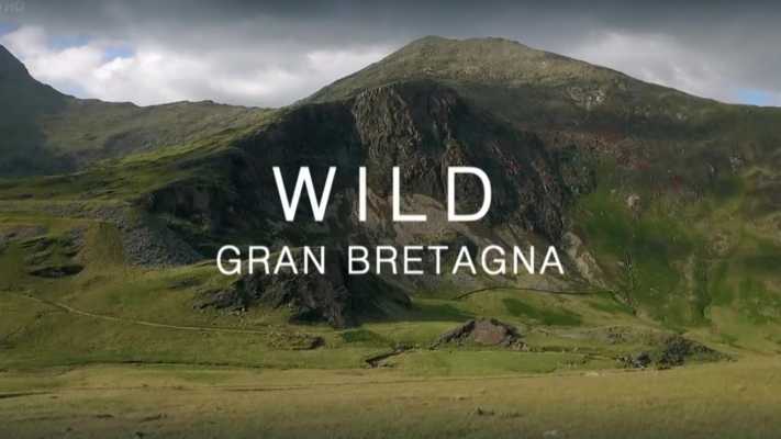 Oggi in TV: Evolution. Wild Gran Bretagna Oggi in TV: Evolution. Wild Gran Bretagna