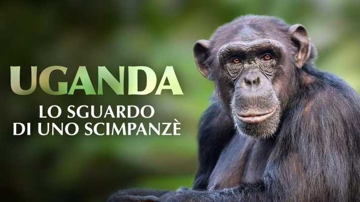 Oggi in TV: Evolution. Uganda, lo sguardo di uno scimpanzè Oggi in TV: Evolution. Uganda, lo sguardo di uno scimpanzè