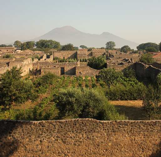 PÙMPAIIA, l’olio di POMPEI riconosciuto IGP CAMPANIA PÙMPAIIA, l’olio di POMPEI riconosciuto IGP CAMPANIA