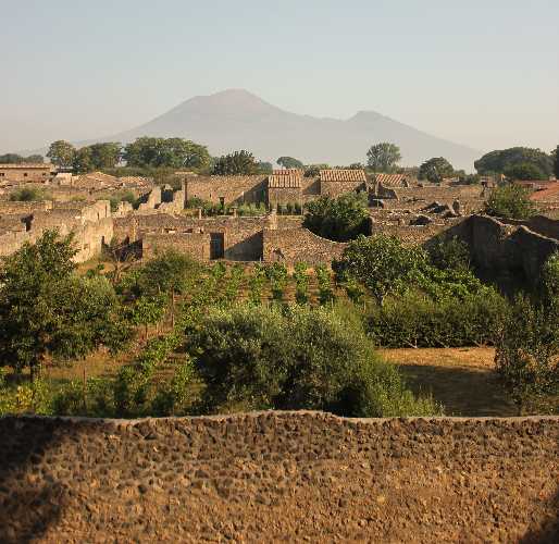 PÙMPAIIA, l’olio di POMPEI riconosciuto IGP CAMPANIA