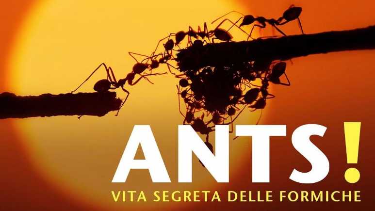 Oggi in TV: Evolution. Ants! La vita segreta delle formiche