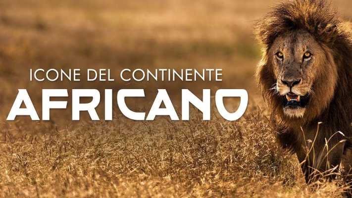 Oggi a Evolution, "Icone del continente africano"