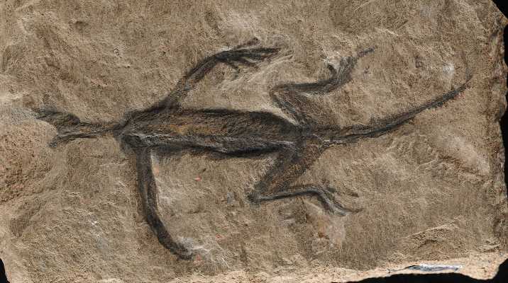 La pelle del rettile fossile più antico d'Italia è vera? La pelle del rettile fossile più antico d'Italia è vera? 