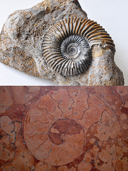 CuriosArte: Il mistero dei fossili di Giotto