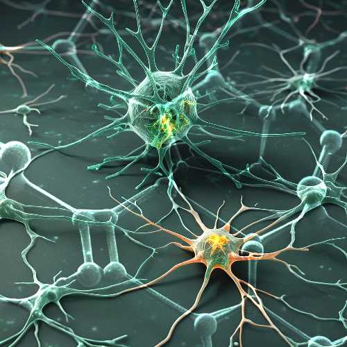 Dialogare con “l’altro cervello”, astrociti e grafene