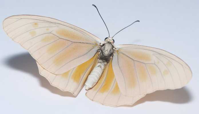 La scoperta di un lncRNA che controlla la colorazione delle ali delle farfalle apre nuove prospettive nell'evoluzione genetica.