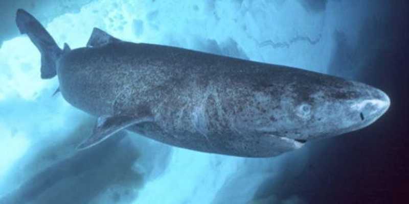 Dal genoma dello squalo della Groenlandia i segreti della sua longevità