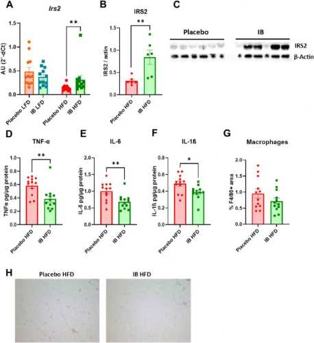 Un batterio intestinale alleato contro l’obesità e il diabete