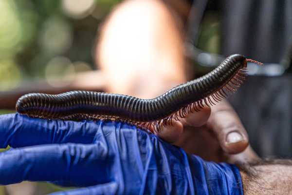 "Bugs' Life": il MUSE si trasforma in un viaggio nel mondo degli invertebrati africani