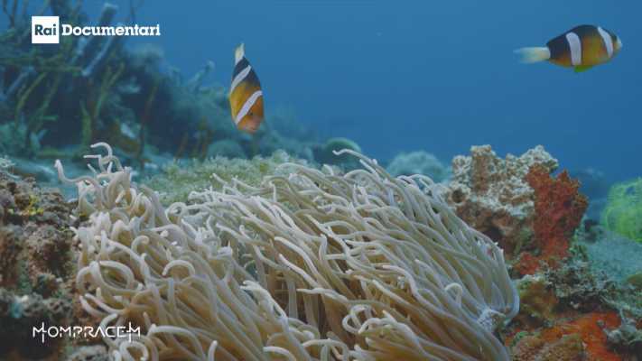 Into the blue giovedì su Rai 5: l'inseminazione delle spugne marine e i segreti del fondale