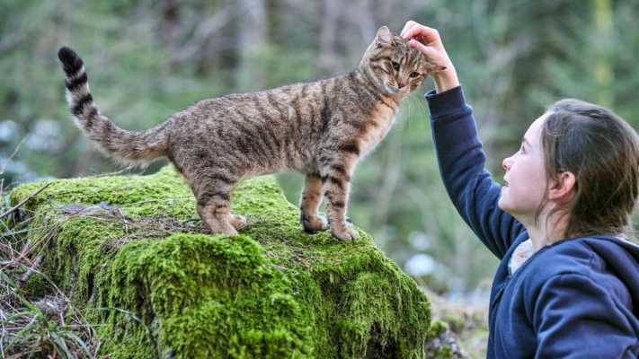 Vita da gatto stasera su Rai 3: l'avventura di un micetto parigino