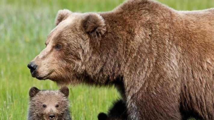 Lupi e orsi stasera su Rai 5: Mario Tozzi racconta il difficile rapporto tra uomo e fauna selvatica