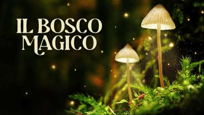 Il bosco magico oggi su Rai 5: la foresta della biodiversità creata in Alsazia