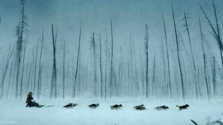 "Togo - Una grande amicizia" stasera su Rai Movie: un husky eroico sfida i ghiacci