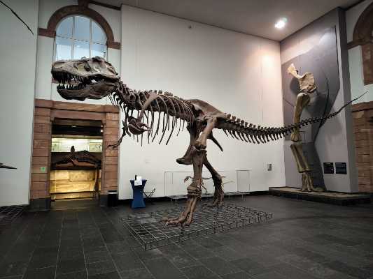 Naturmuseum Senckenberg di Francoforte: dove la storia della Terra prende forma