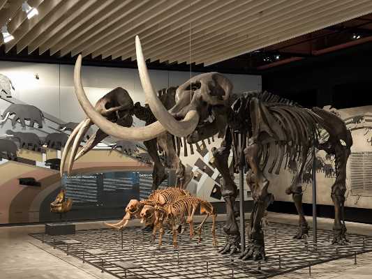 Naturmuseum Senckenberg di Francoforte: dove la storia della Terra prende forma