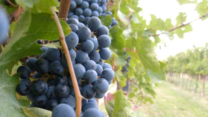 Che magnifica impresa stasera in TV: il segreto del successo mondiale del vino italiano